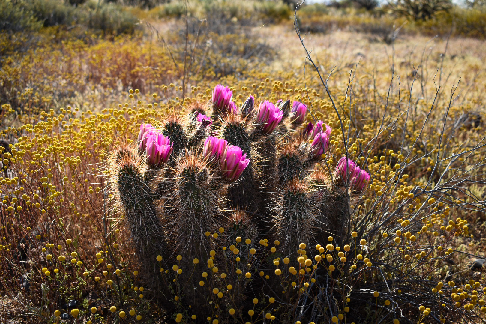 The Desert is Shifting to Cactus Blossoms